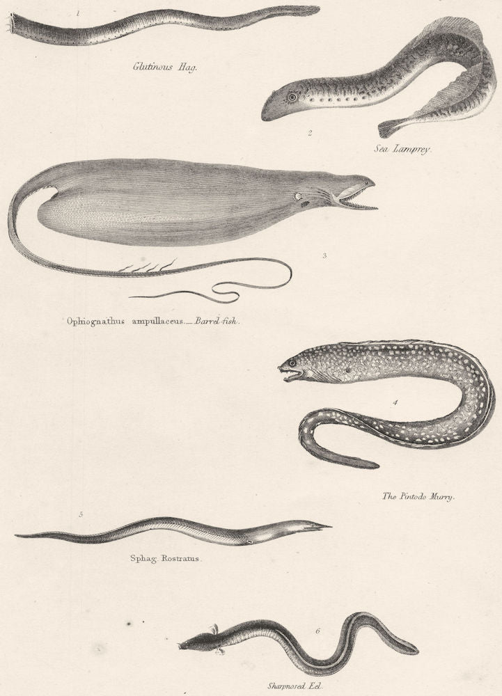 FISH.Fishes;Glutinous Hag;Sea Lamprey;Barrel;Pintodo Murry;Sharpnosed Eel 1860